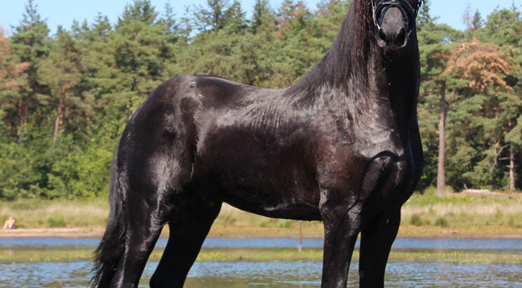 Stallion 3 years old in China