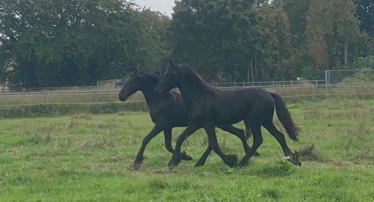 Friese jaarling hengst