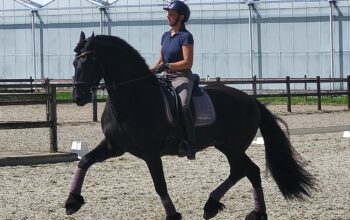 Talented Friesian Stallion