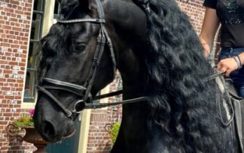 Dream Friesian