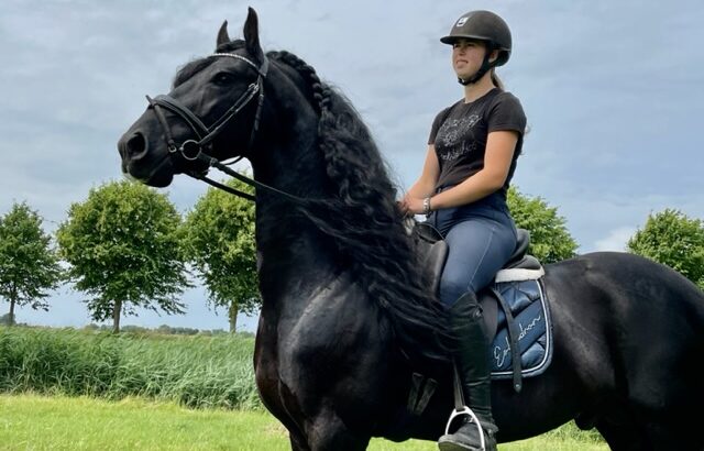 Dream Friesian