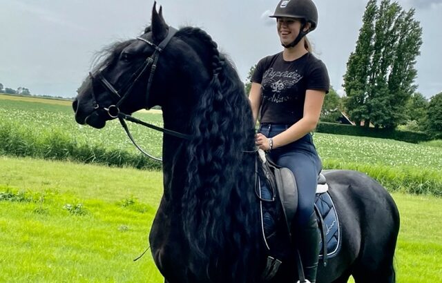 Dream Friesian