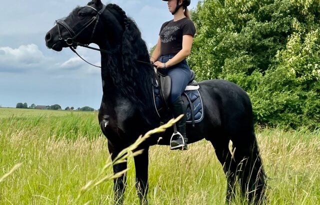 Dream Friesian