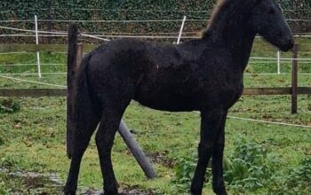 Stallion filly full kfps paper