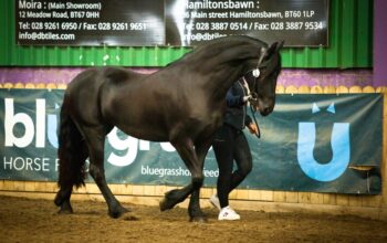 Stunning Friesian mare 4,5 years old