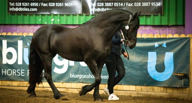 Stunning Friesian mare 4,5 years old