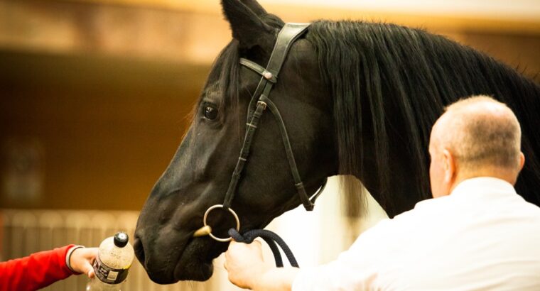 Stunning Friesian mare 4,5 years old