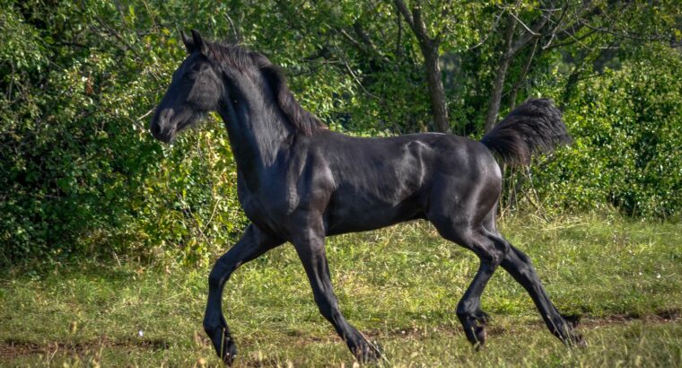 Widar van StalGruden colt 2023