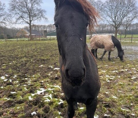 Friese jaarling merrie