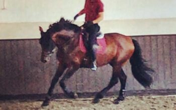 Young dressage rider