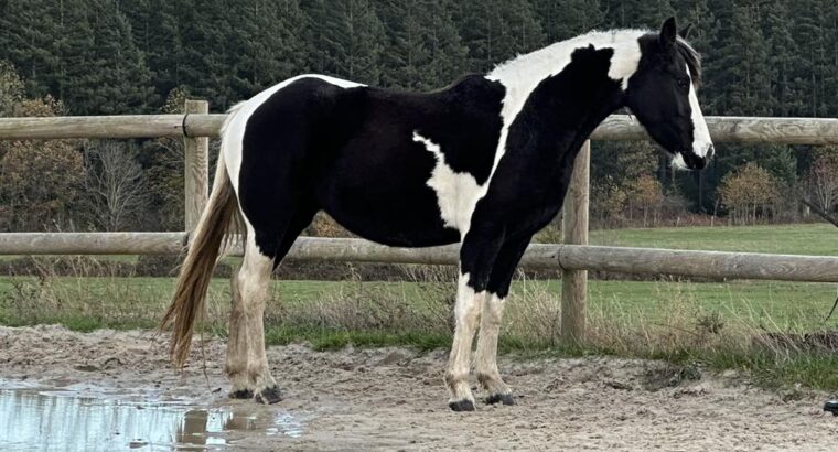 MARE 4 YEARS BAROCKPINO HOMOZYGOUS PREGNANT