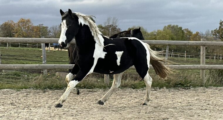 MARE 4 YEARS BAROCKPINO HOMOZYGOUS PREGNANT