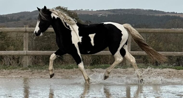 MARE 4 YEARS BAROCKPINO HOMOZYGOUS PREGNANT