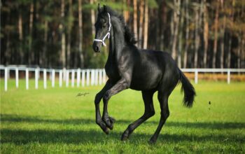 Walkiria R. Imperial Stable – pure friesian KFPS registrated