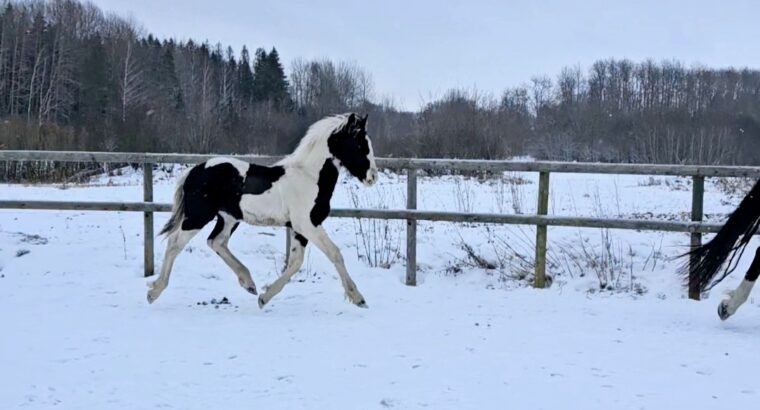 Eyecatcher stallion foal