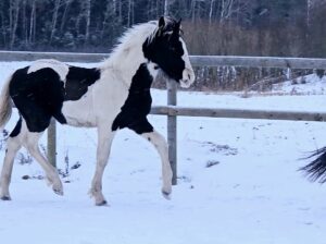 Eyecatcher stallion foal