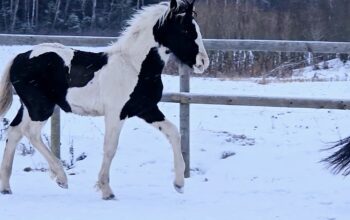 Eyecatcher stallion foal