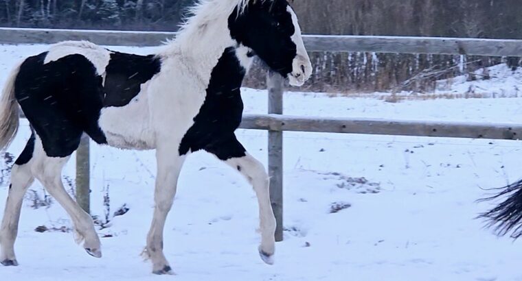 Eyecatcher stallion foal