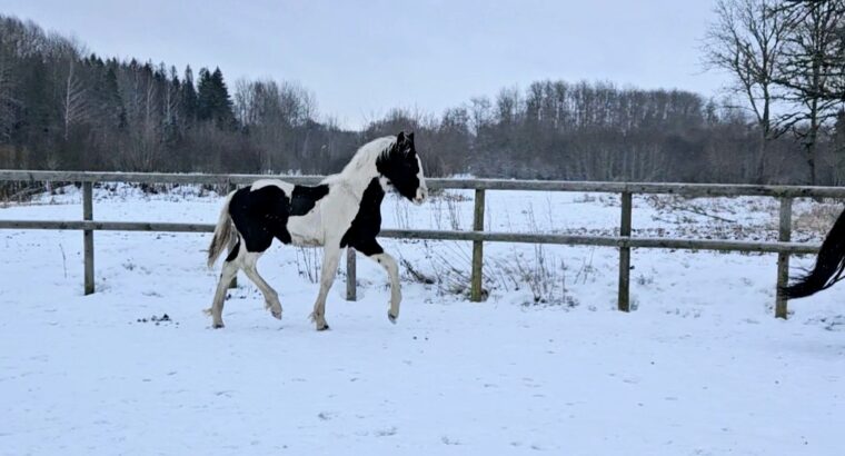 Eyecatcher stallion foal