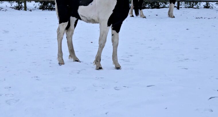 Eyecatcher stallion foal