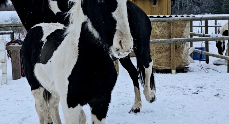 Eyecatcher stallion foal