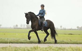 Jeltsje Friesian Mare (Uldrik 457 x Heinse 354)