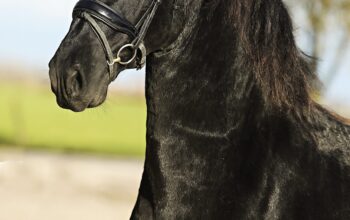 Siem, Friesian Stallion (Bastiaan 510 x Tsjalke 397)