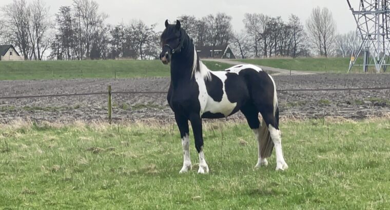 Beautifull Barok Pinto gelding