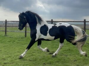 Beautifull Barok Pinto gelding