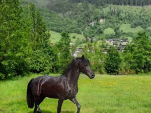 Young friesian mare – 1st premie as a foal (Tiede 501 * Bartele 472)