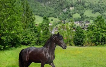 Young friesian mare – 1st premie as a foal (Tiede 501 * Bartele 472)