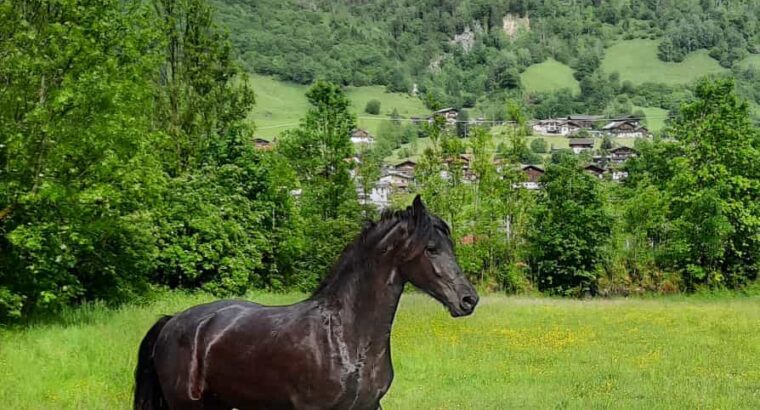 Young friesian mare – 1st premie as a foal (Tiede 501 * Bartele 472)