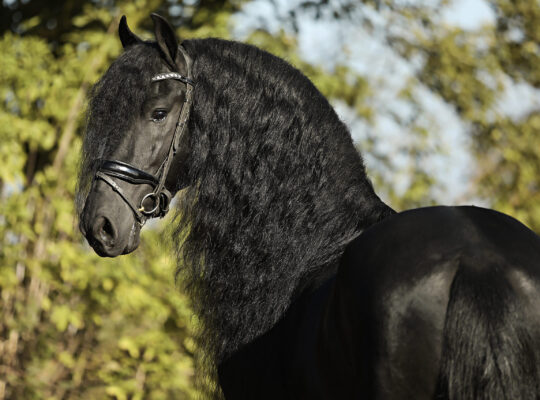 Stunning Friesian Stallion – Ridden