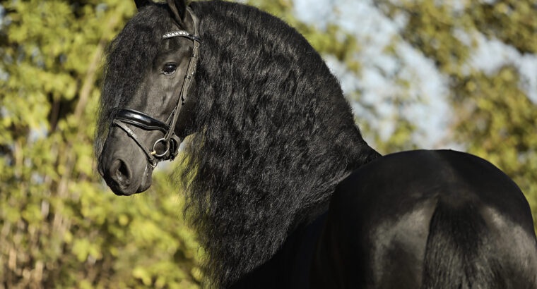 Stunning Friesian Stallion – Ridden