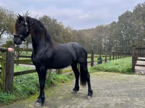 Friesian Stallion with super movements