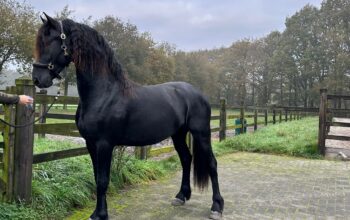 Friesian Stallion with super movements