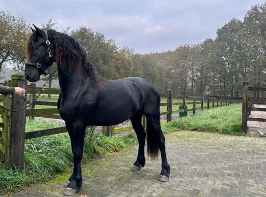 Friesian Stallion with super movements