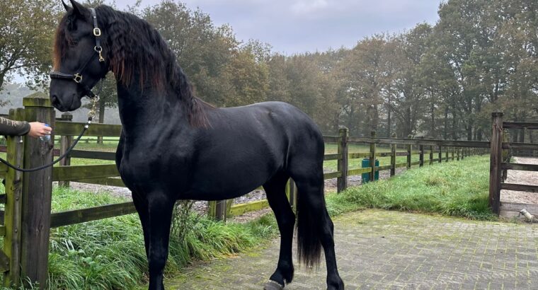 Friesian Stallion with super movements