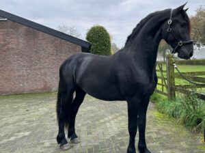 Friesian Stallion with super movements