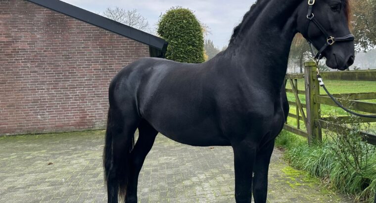 Friesian Stallion with super movements