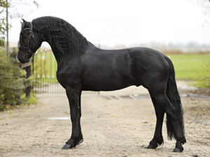 Friesian Stallion (Jehannes 484 * Thorben 466)