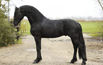 Friesian Stallion (Jehannes 484 * Thorben 466)