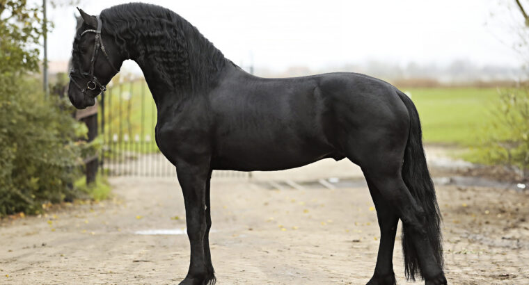 Friesian Stallion (Jehannes 484 * Thorben 466)