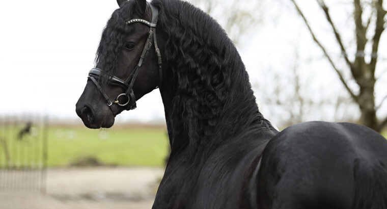 Friesian Stallion (Jehannes 484 * Thorben 466)