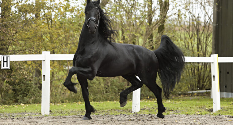 Friesian Stallion (Jehannes 484 * Thorben 466)