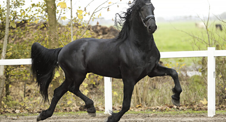 Friesian Stallion (Jehannes 484 * Thorben 466)