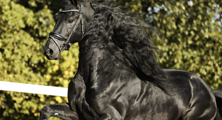 Stunning Friesian Stallion – Ridden