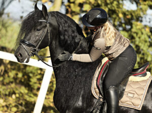 Stunning Friesian Stallion – Ridden