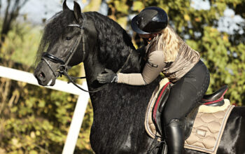 Stunning Friesian Stallion – Ridden