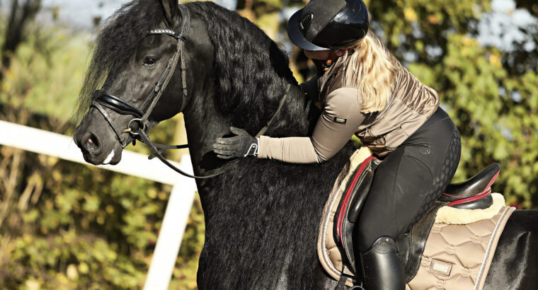 Stunning Friesian Stallion – Ridden